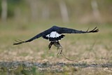 Image. Schwarzbussard