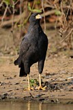 Image. Schwarzbussard