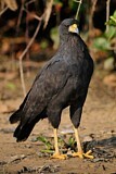 Image. Schwarzbussard