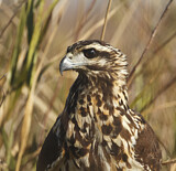 Image. Schwarzbussard