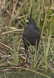 Image. Schwarzbussard
