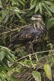 Image. Schwarzbussard
