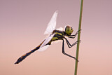 Image. Schwarze Heidelibelle