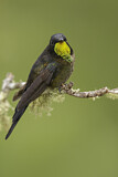 Image. Schwarzer Kurzschnabelkolibri