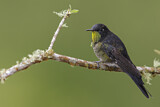 Image. Schwarzer Kurzschnabelkolibri