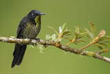 Image. Schwarzer Kurzschnabelkolibri