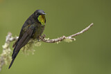 Image. Schwarzer Kurzschnabelkolibri