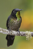 Image. Schwarzer Kurzschnabelkolibri