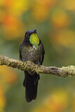 Image. Schwarzer Kurzschnabelkolibri