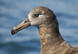 Image. Schwarzfußalbatros