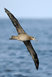 Image. Schwarzfußalbatros