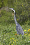 Image. Schwarzhalsreiher
