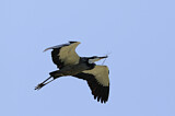 Image. Schwarzhalsreiher