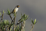 Image. Schwarzhalssaltator