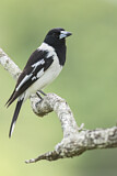 Image. Schwarzkehl-Metzgervogel