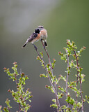 Image. Schwarzkehlchen