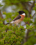 Image. Schwarzkehlchen