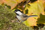 Image. Schwarzkopfmeise