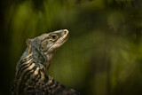 Image. Schwarzleguan