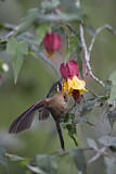 Image. Schwarzohrkolibri