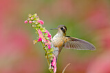 Image. Schwarzohrkolibri