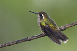 Image. Schwarzohrkolibri