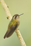 Image. Schwarzohrkolibri