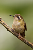 Image. Schwarzohrkolibri
