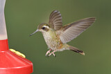 Image. Schwarzohrkolibri