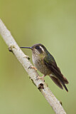 Image. Schwarzohrkolibri