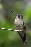 Image. Schwarzohrkolibri