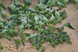 Image. Schwarzohrpapagei