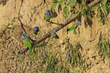 Image. Schwarzohrpapagei