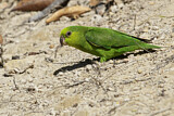 Image. Schwarzschnabel-Sperlingspapagei