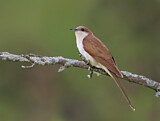 Image. Schwarzschnabelkuckuck