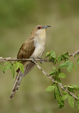 Image. Schwarzschnabelkuckuck