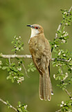 Image. Schwarzschnabelkuckuck