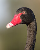 Image. Schwarzschwan