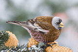 Image. Schwarzstirn-Schneegimpel
