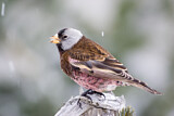 Image. Schwarzstirn-Schneegimpel