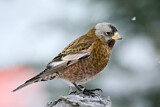 Image. Schwarzstirn-Schneegimpel