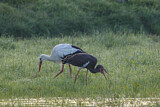 Image. Schwarzstorch & Weißstorch