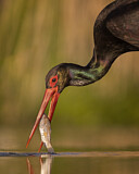 Image. Schwarzstorch