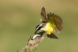 Image. Schwefelmaskentyrann