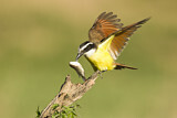 Image. Schwefelmaskentyrann