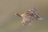 Image. Schweifhuhn