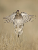 Image. Schweifhuhn