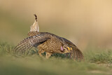 Image. Schweifhuhn