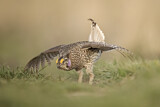 Image. Schweifhuhn