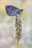 Image. Schweizer Schillernder Mohrenfalter 